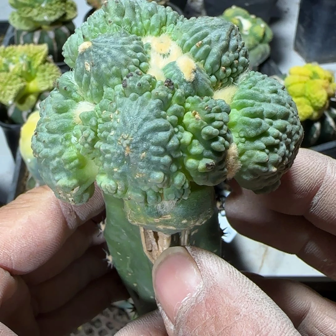 【闪购商品】乒乓球蛋蛋满叶怒