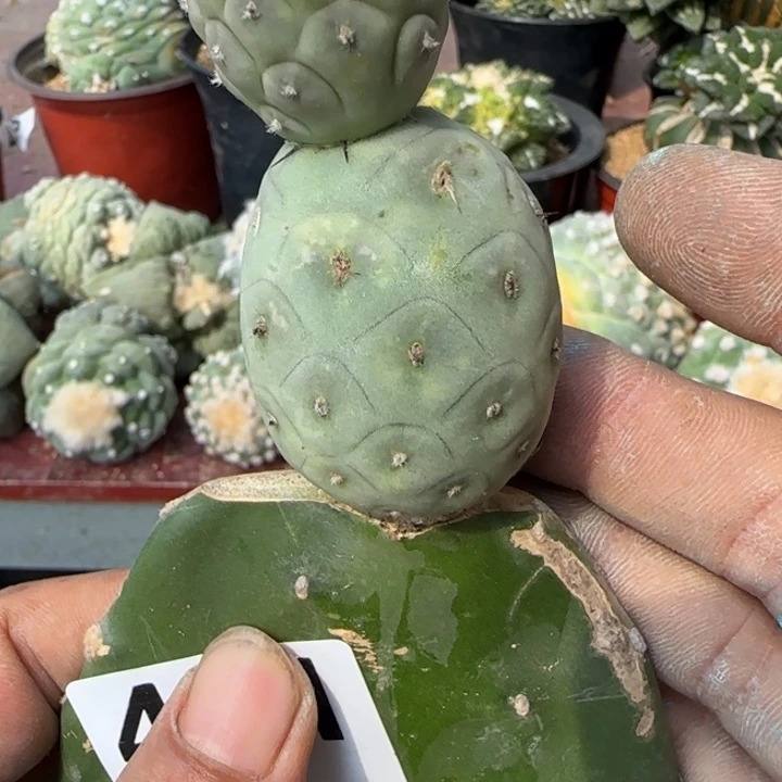 【闪购商品】苗接欧系白皮491