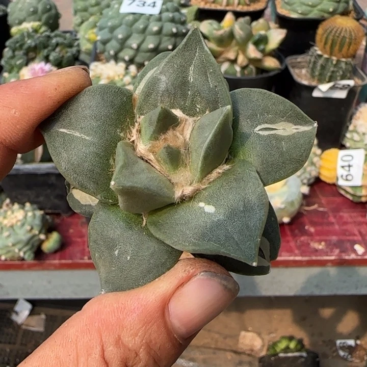 【闪购商品】大尤丸叶852