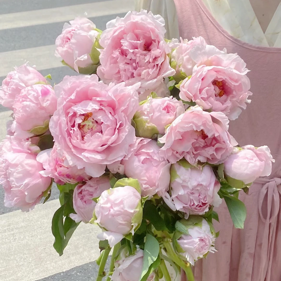 【春节牡丹芍药】山东牡丹鲜花芍药鲜切花重瓣花束基地直发粉色红色