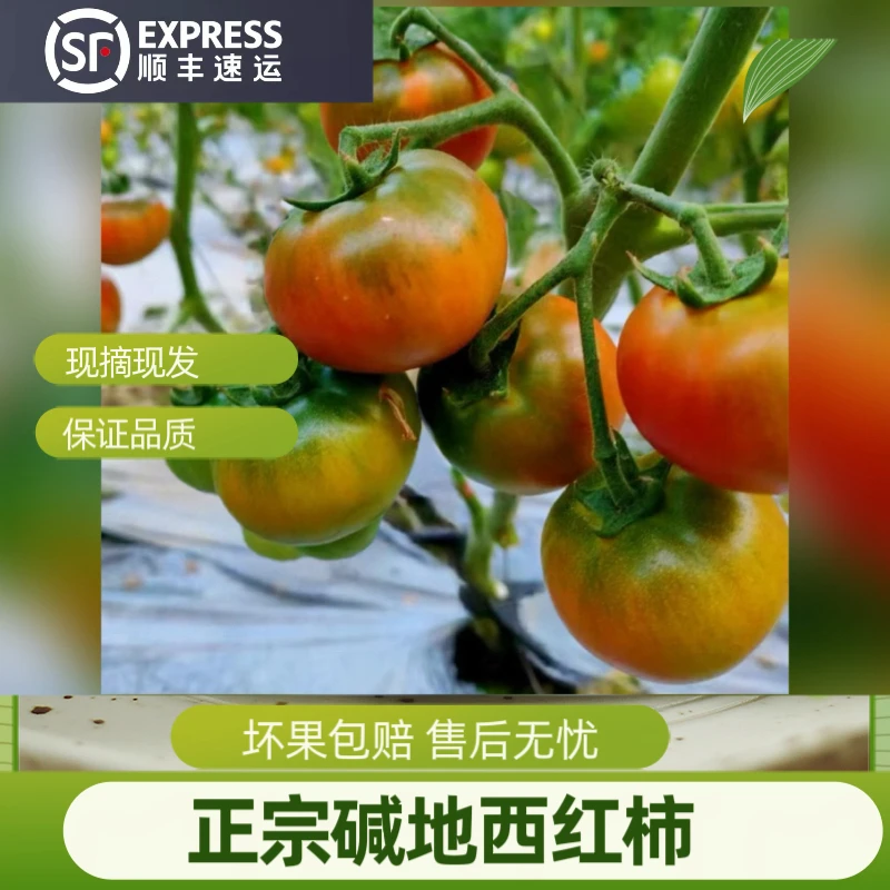 新鲜盘锦碱地柿子草莓柿子自然熟番茄铁皮柿子