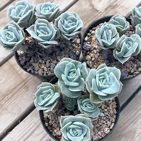 手*秀可爱玫瑰自然群