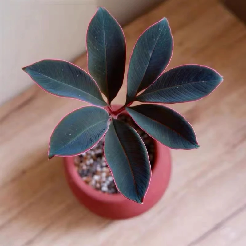 巫蛊魔芋粉脉魔芋进口暗黑色系巫蛊百合室内网红热植高级植物盆栽