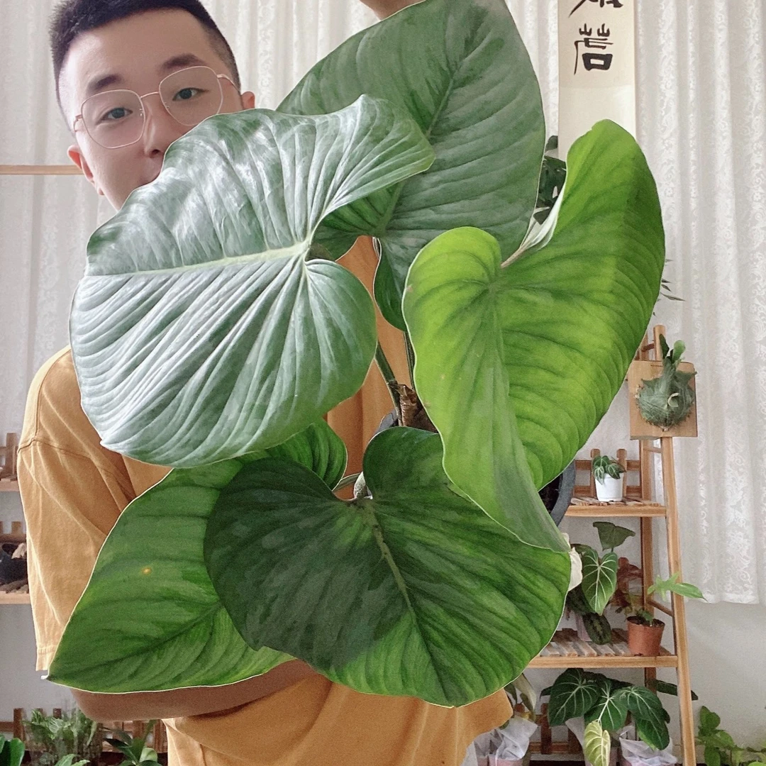 索迪罗蔓绿绒北欧风室内大叶片植物网红室内观叶大盆热带雨林绿植