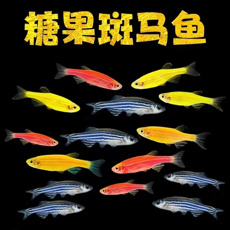 三色斑马鱼淡水观赏热带鱼小鱼苗新手好养