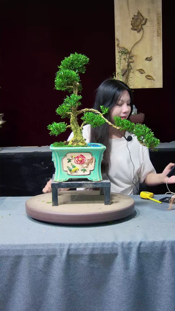 【闪购商品】黄杨盆景黄杨盆景