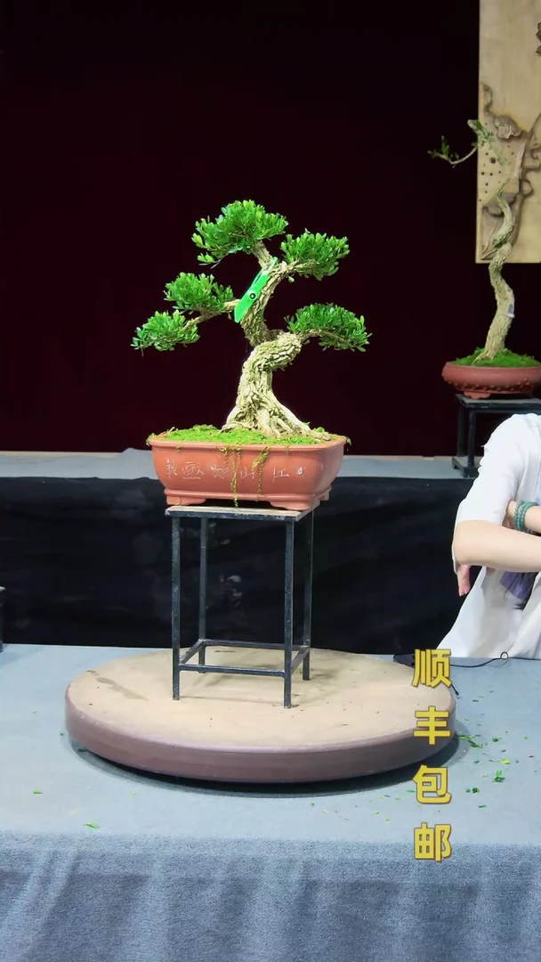 【闪购商品】黄杨盆景黄杨盆景