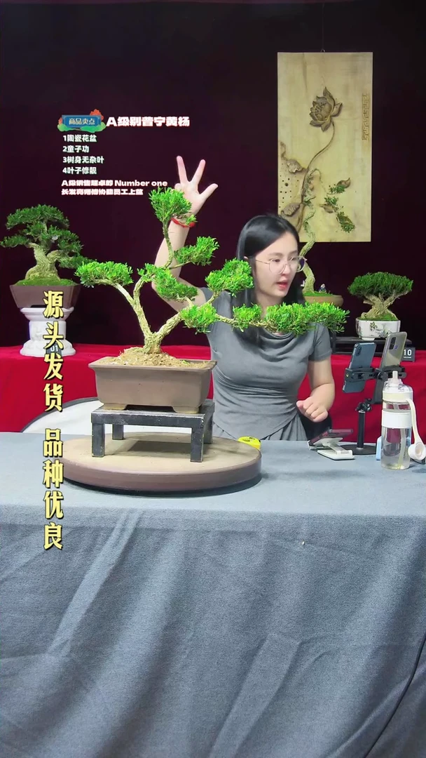 【闪购商品】黄杨盆景黄杨盆景黄杨盆景