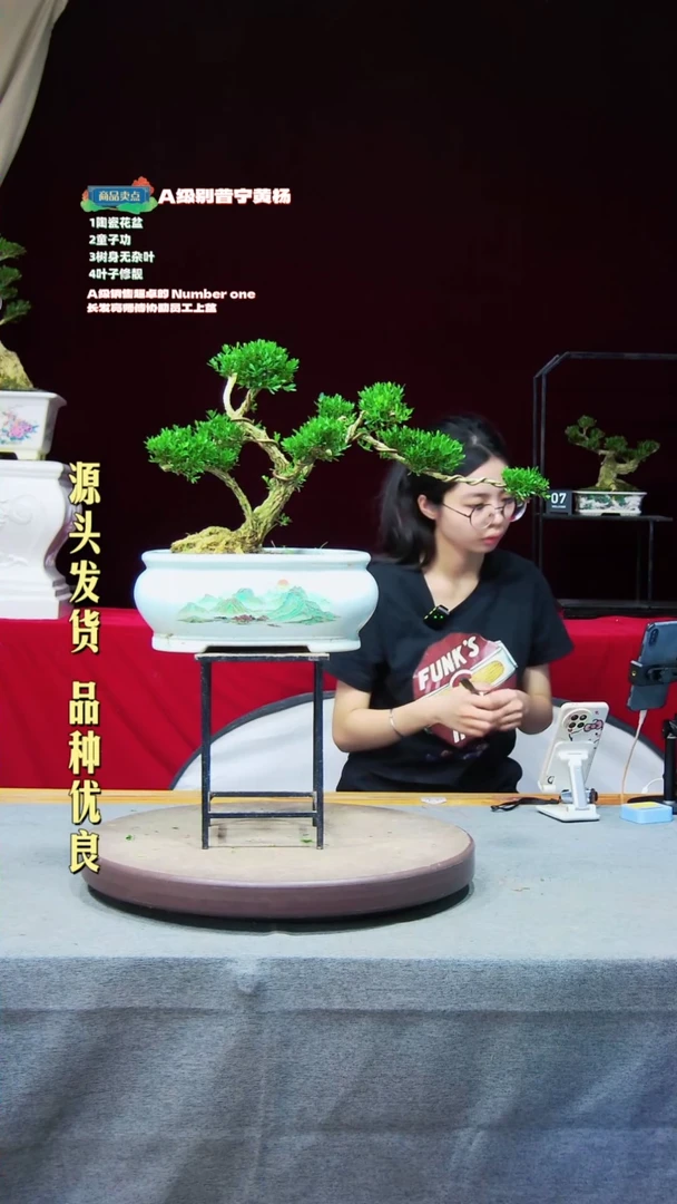 【闪购商品】黄杨盆景黄杨盆景