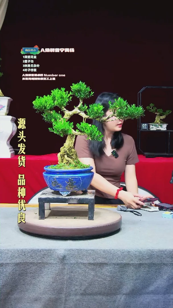 【闪购商品】黄杨盆景黄杨盆景