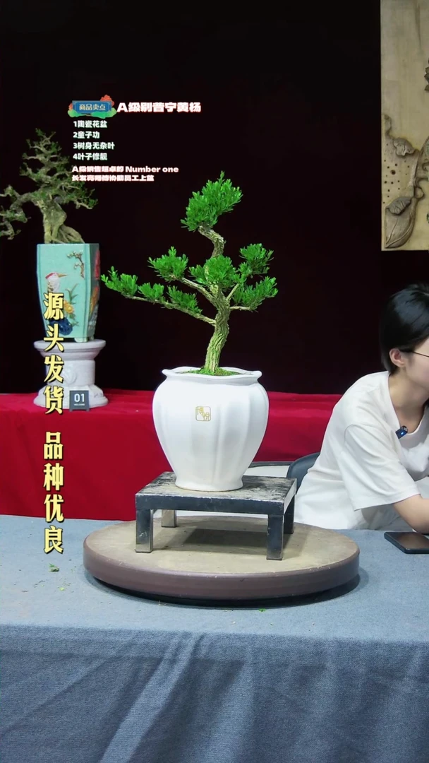 【闪购商品】黄杨盆景黄杨盆景