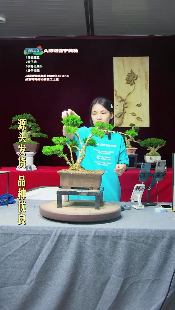 【闪购商品】黄杨盆景黄杨盆景