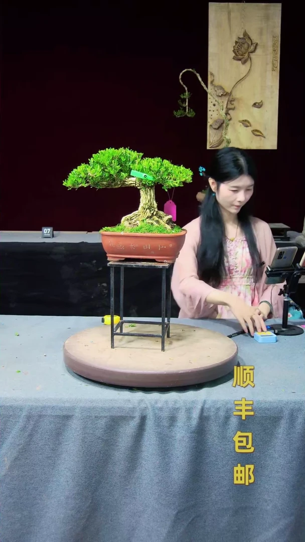 【闪购商品】黄杨盆景黄杨盆景