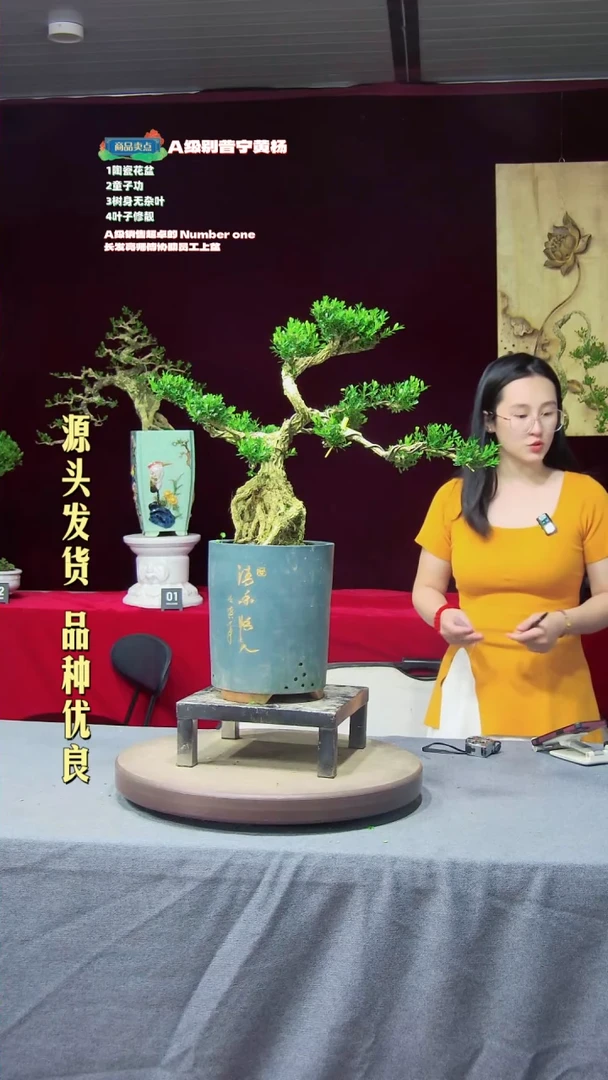 【闪购商品】黄杨盆景黄杨盆景