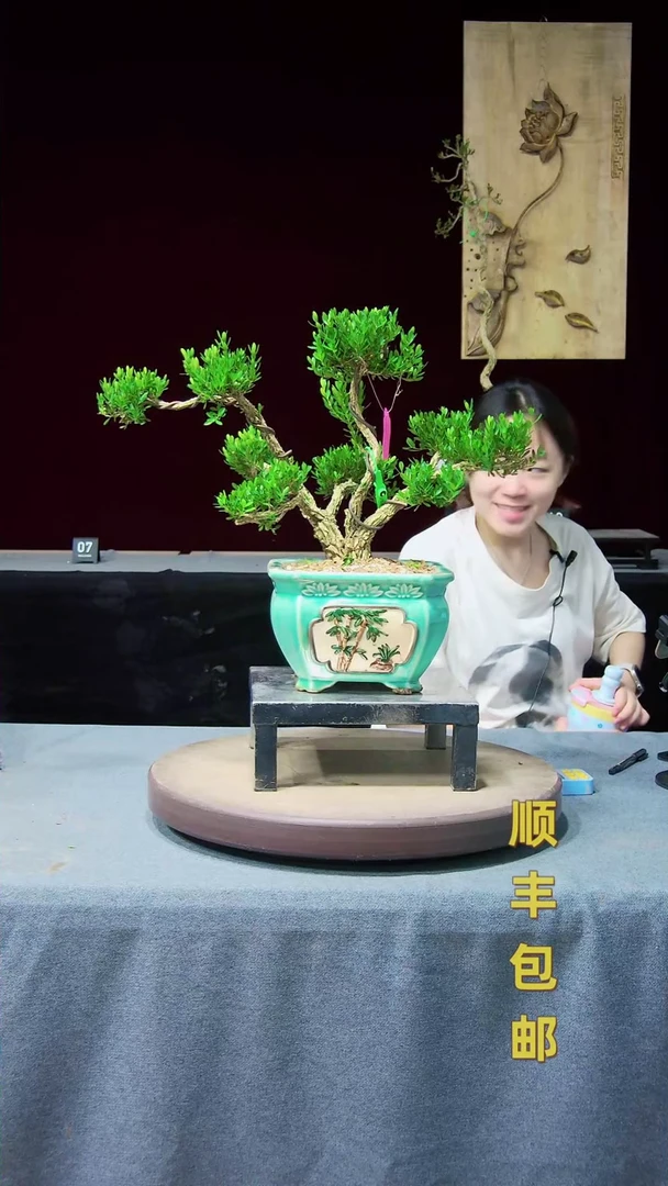 【闪购商品】黄杨盆景高端黄杨盆景