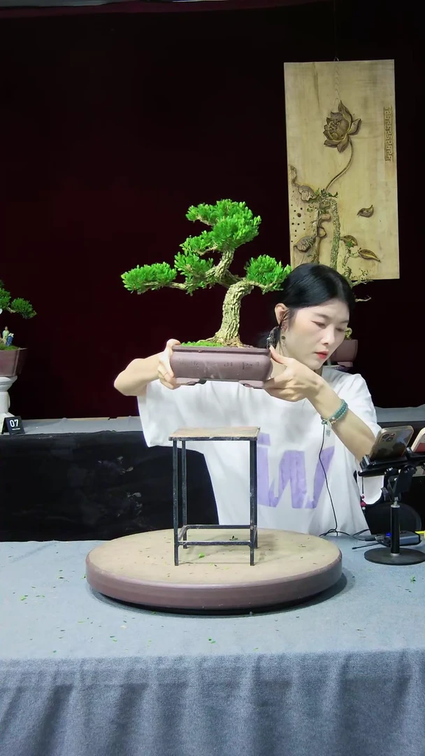 【闪购商品】黄杨盆景黄杨盆景