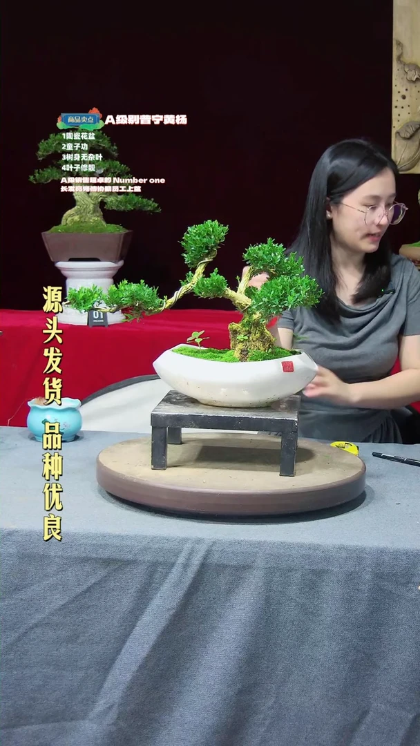 【闪购商品】黄杨盆景黄杨盆景