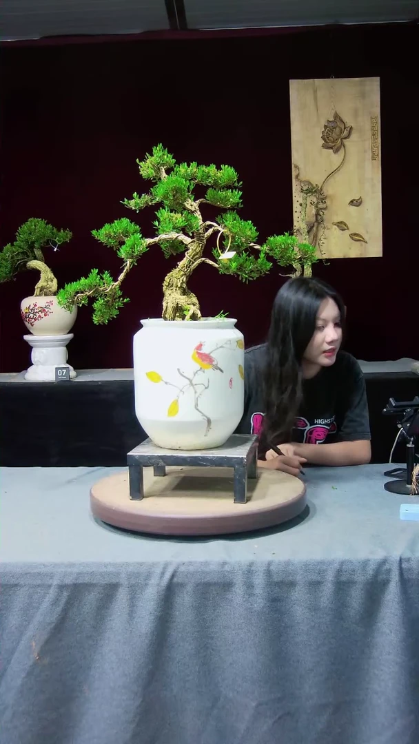 【闪购商品】黄杨盆景黄杨盆景