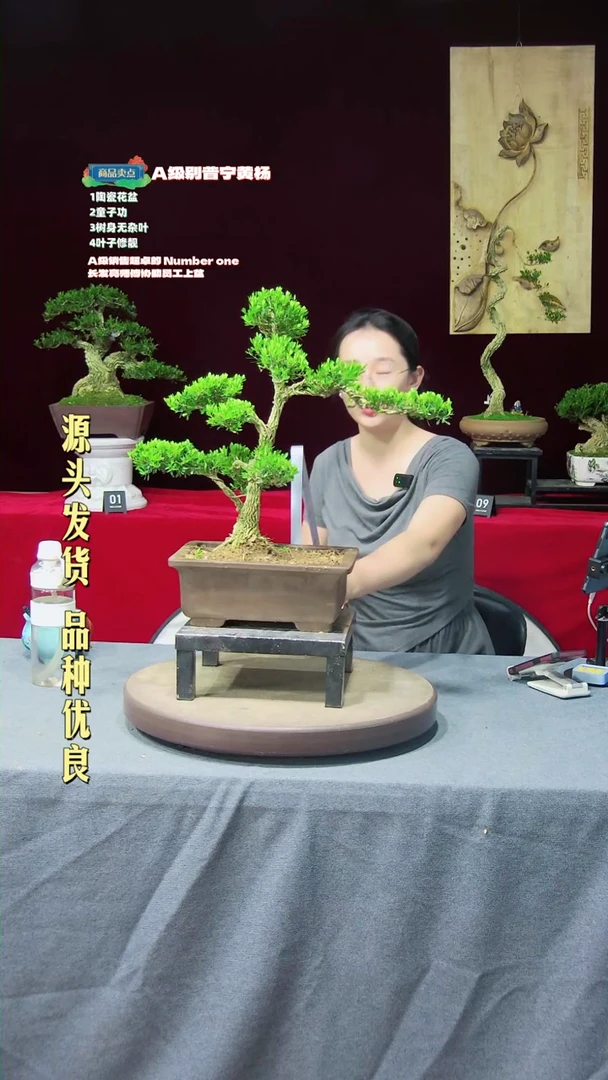 【闪购商品】黄杨盆景黄杨盆景