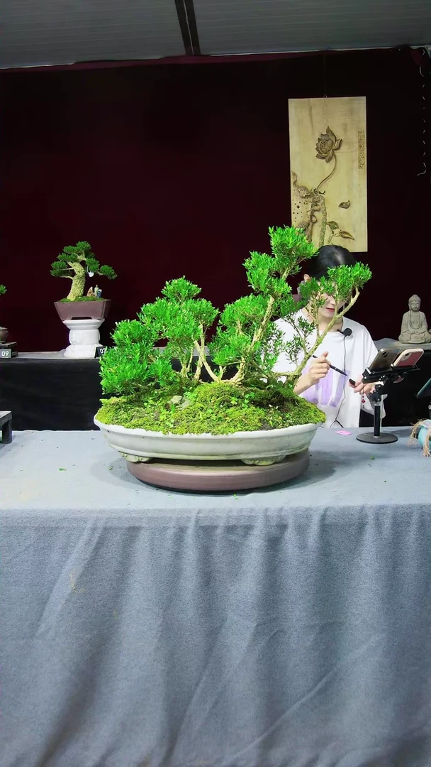 【闪购商品】黄杨盆景黄杨盆景