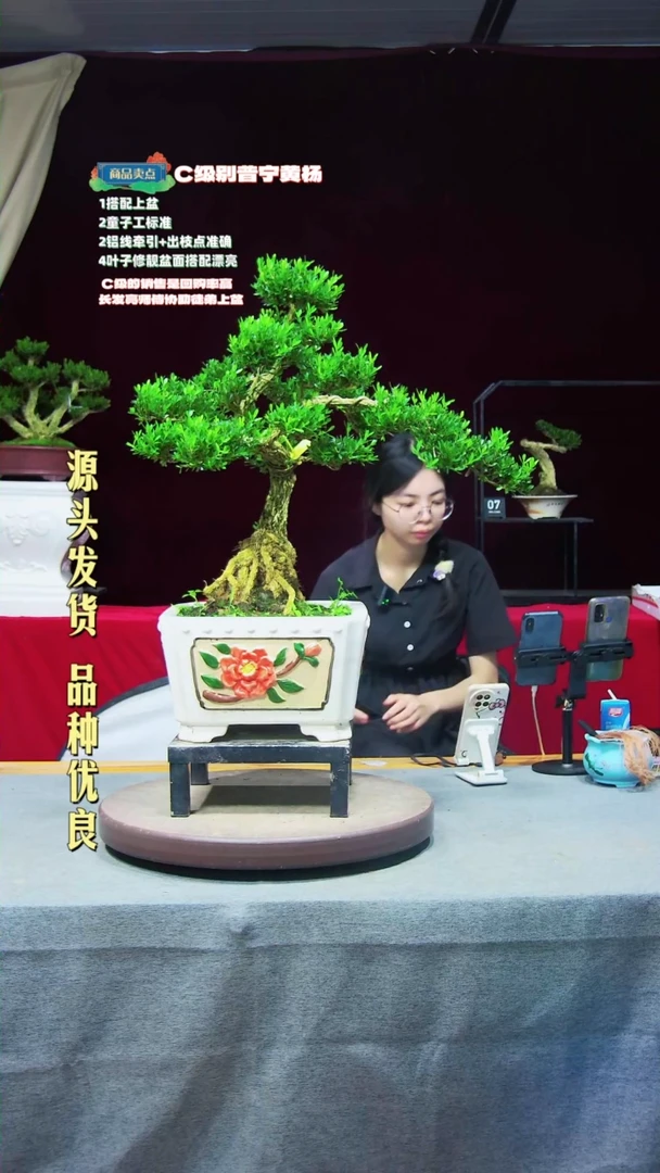 【闪购商品】黄杨盆景黄杨盆景