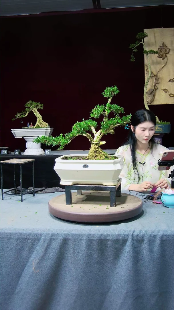 【闪购商品】黄杨盆景