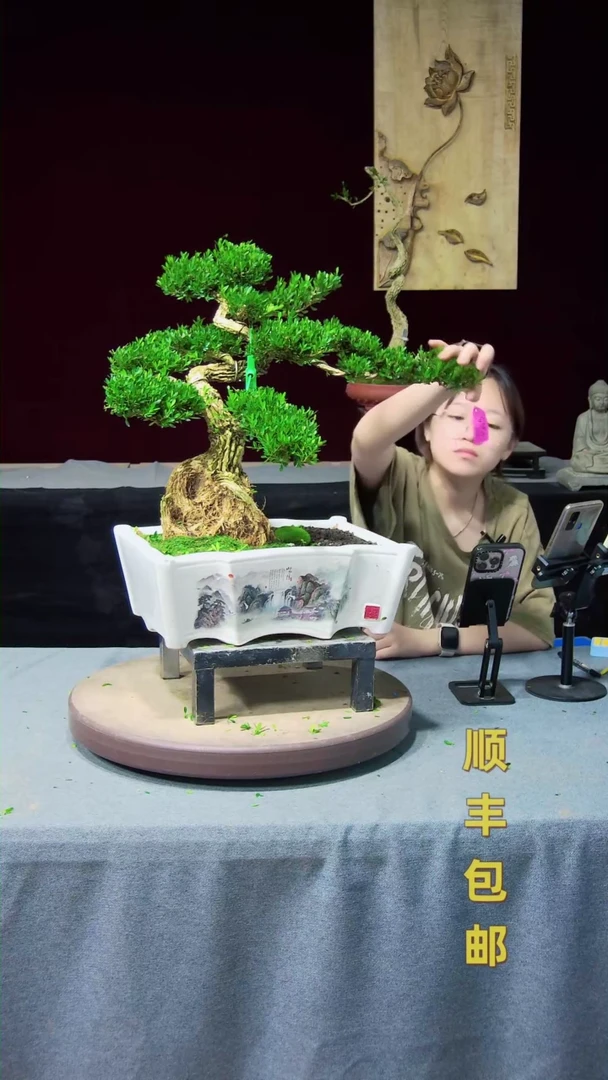 【闪购商品】黄杨盆景黄杨盆景