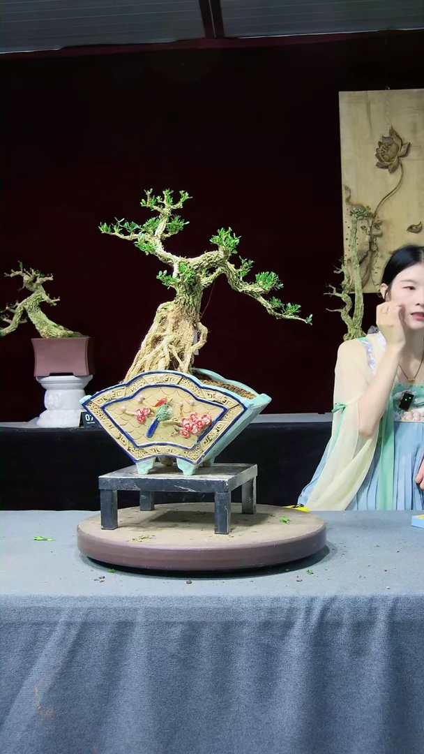 【闪购商品】黄杨盆景黄杨盆景