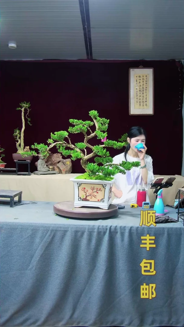 【闪购商品】黄杨盆景黄杨盆景