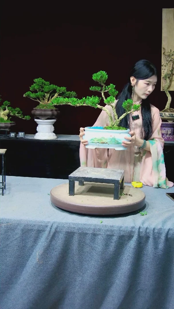 【闪购商品】黄杨盆景黄杨盆景