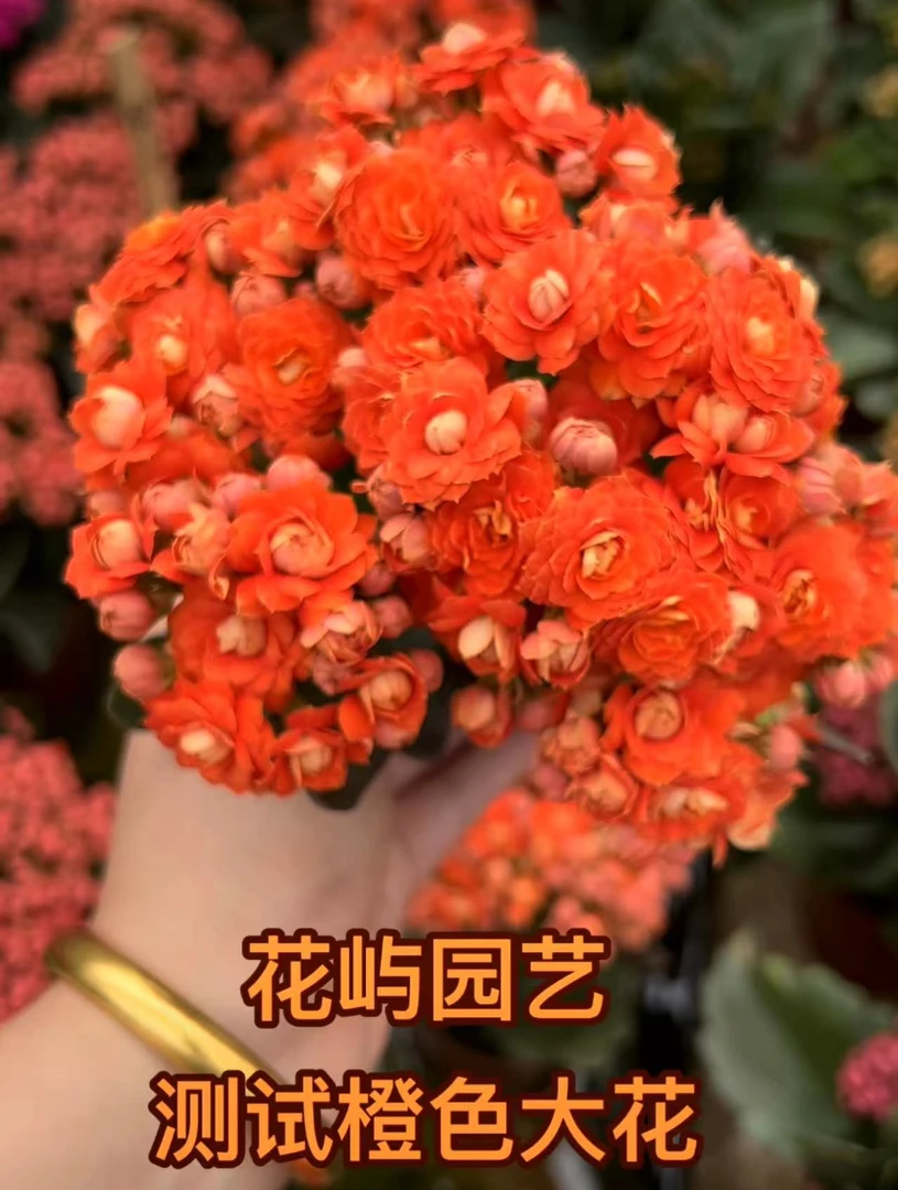 【22-11】~稀有品种 大花苞鲜活