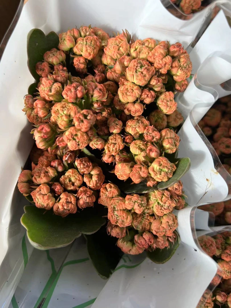 【金风玉露】~稀有品种 大花苞