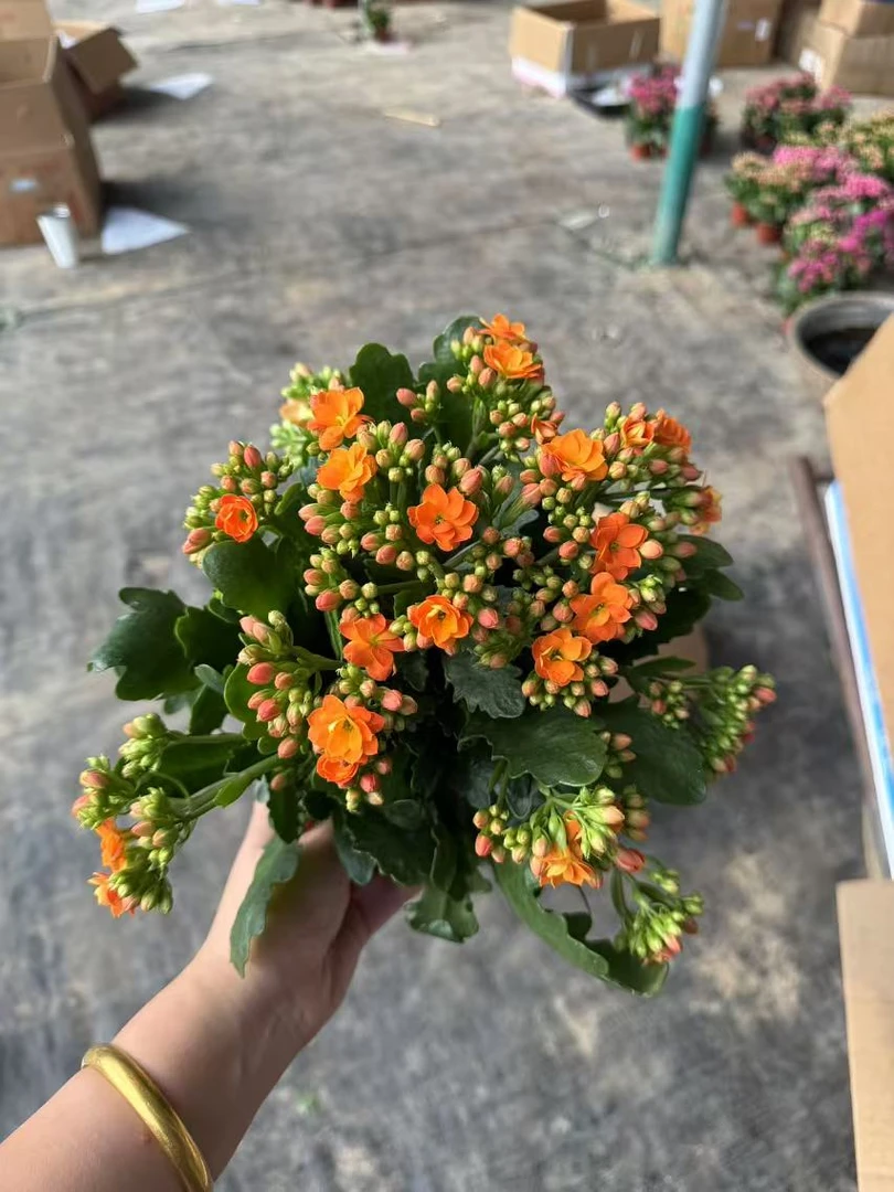 【索尔丹130大盆】~稀有品种 大花苞