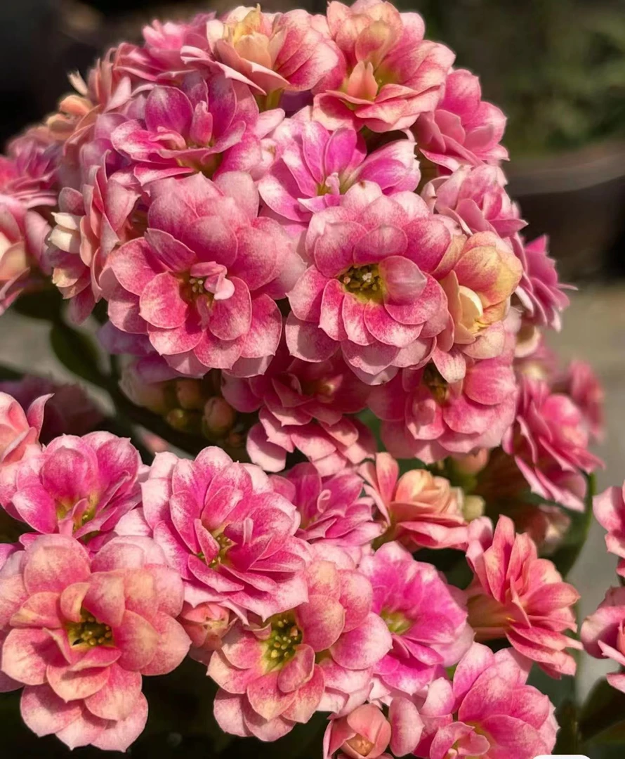 孔雀~新品种长寿花新手村级入门懒人花