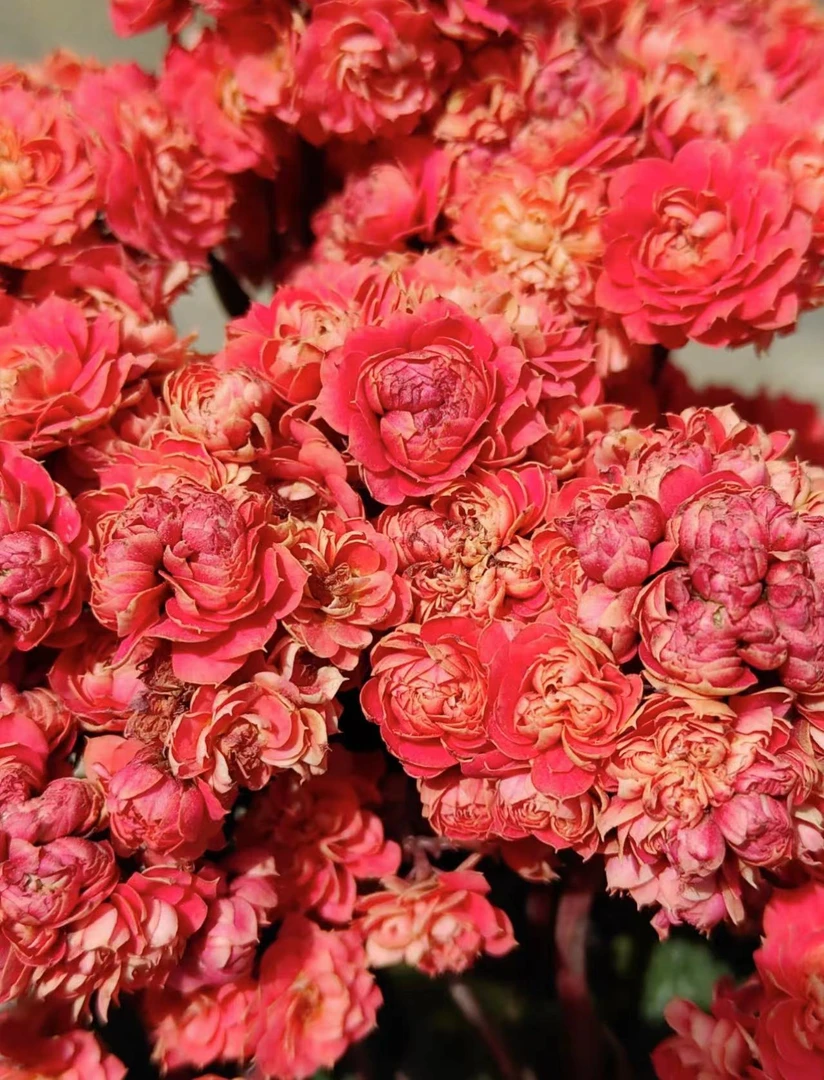 【半江红】~稀有品种 大花苞