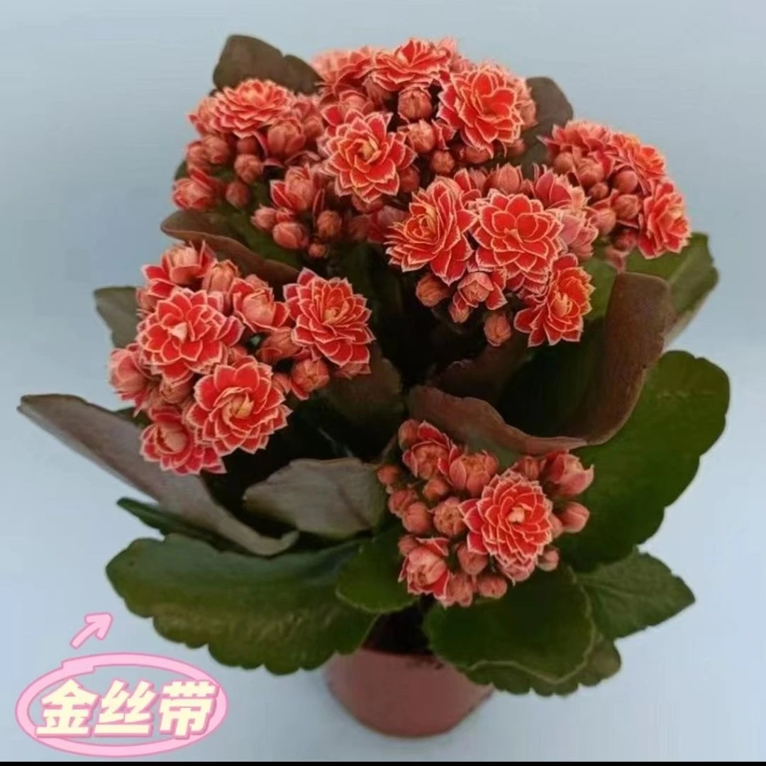 金丝带~新品种懒人花（以实际到货为准）