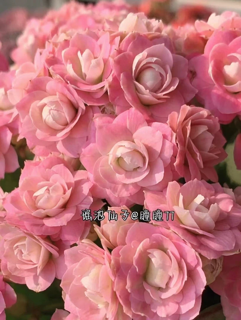 桃韵长寿花 室内盆栽