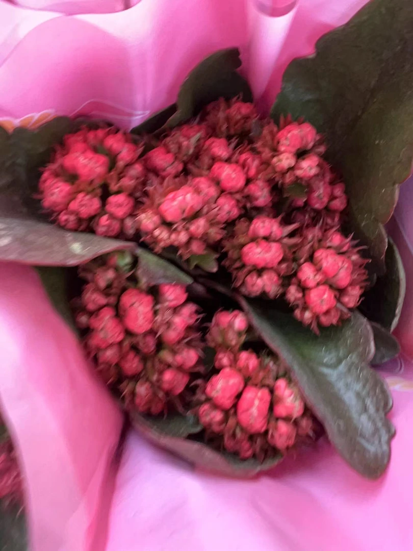 LONGEVITY FLOWER/长寿花测试品22-39长寿花室内盆栽