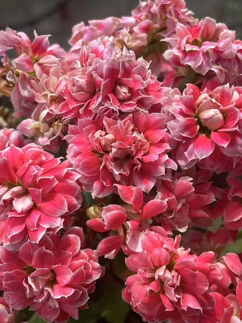 【凤穿芍药】~稀有品种 大花苞