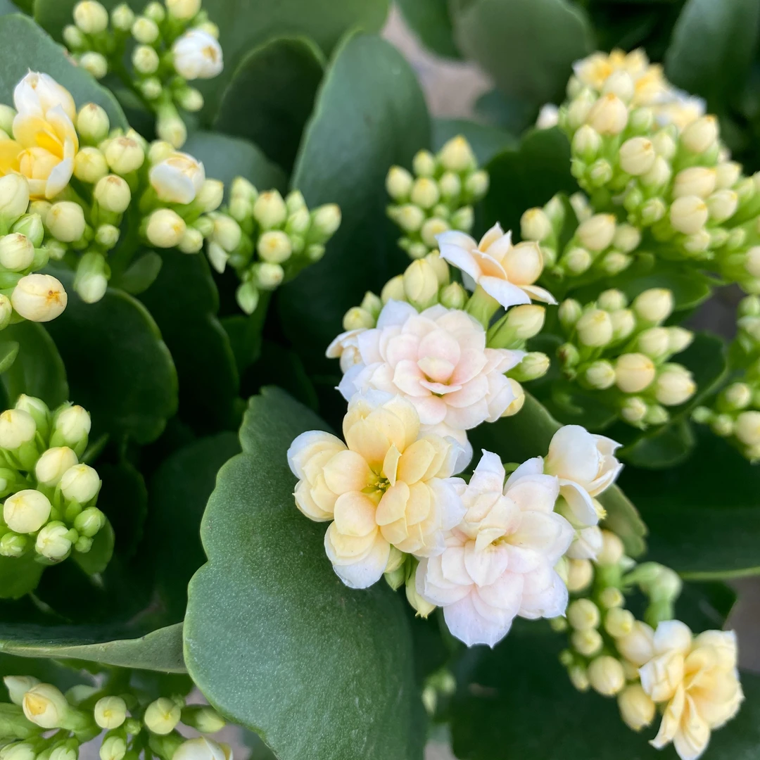 柠檬~长寿花盆栽重瓣带花苞室内客