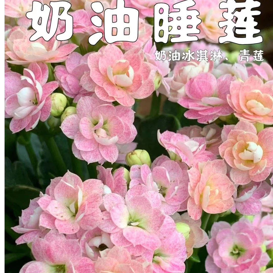 奶油睡莲长寿花 室内盆栽