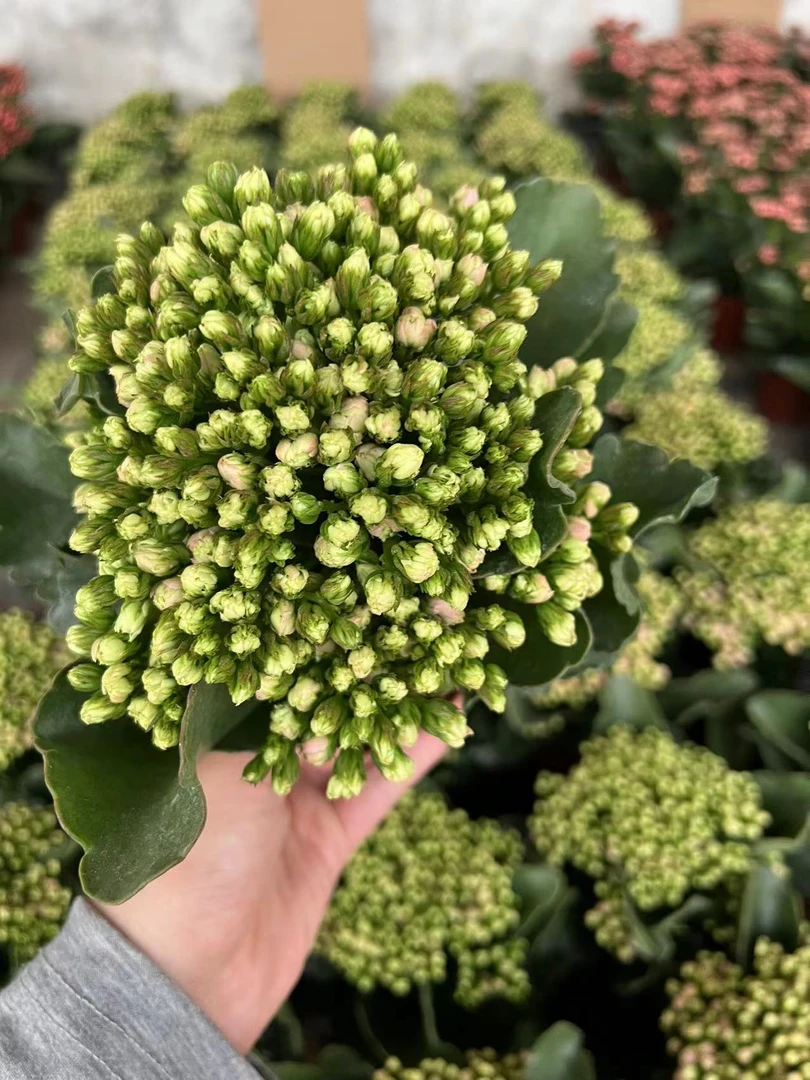 【218A】~稀有品种 大花苞鲜活