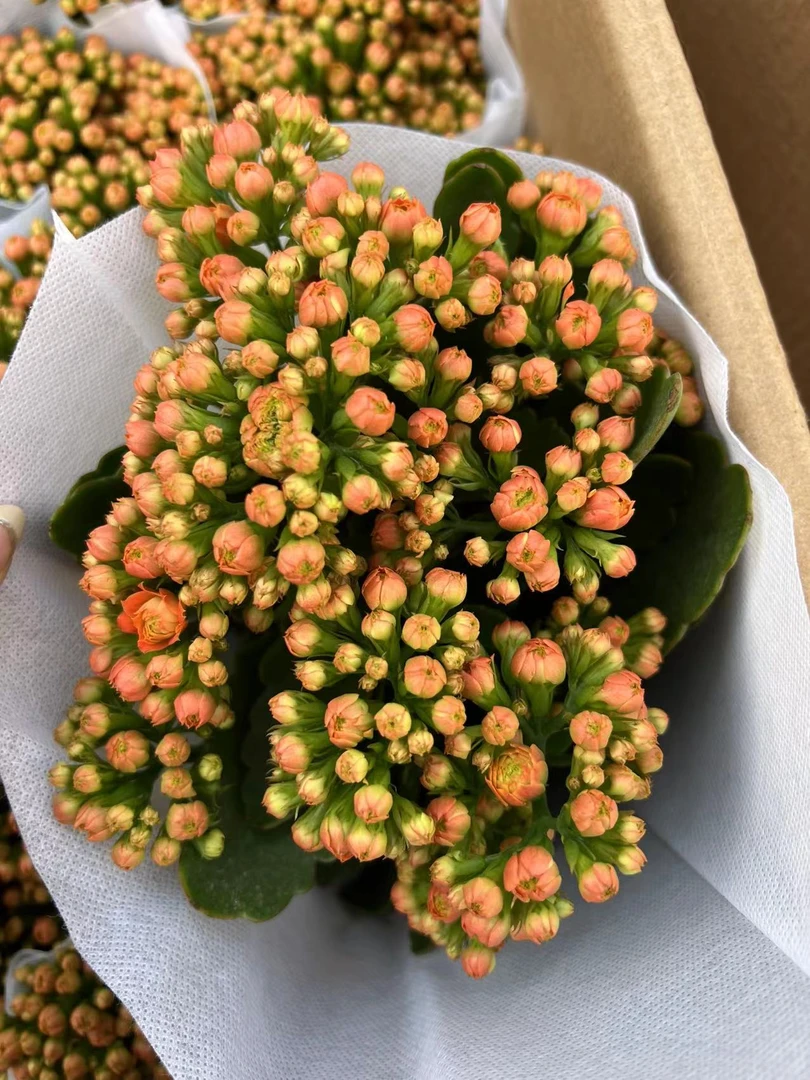 测试品24-004长寿花室内盆栽