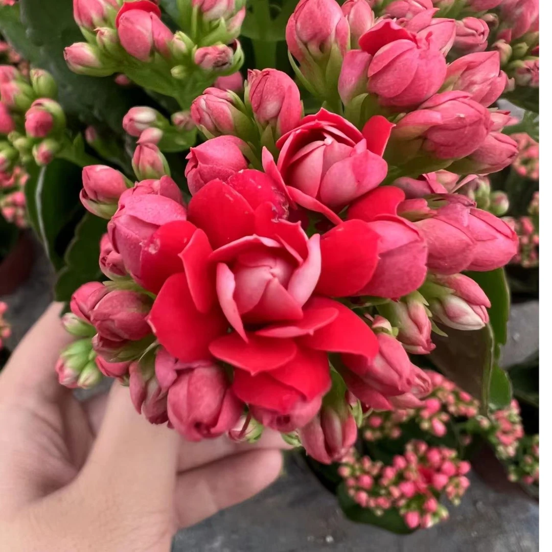 车厘子大花长寿花