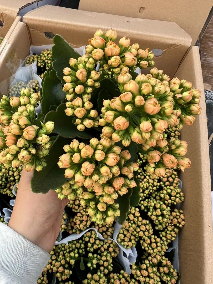 测试品 24—001 长寿花 室内盆栽