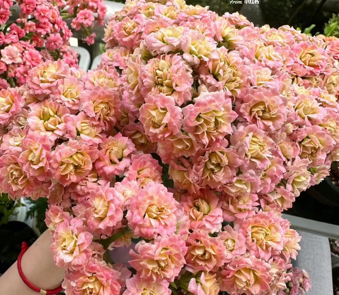 暮云纱长寿花   室内盆栽