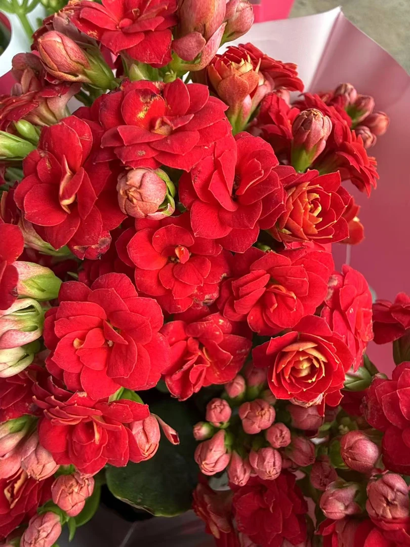 【红狐狸~昊景100盆】~稀有品种 大花苞