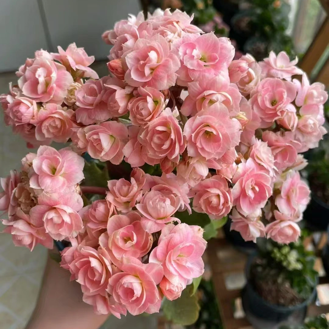 【维罗纳】~稀有品种 大花苞