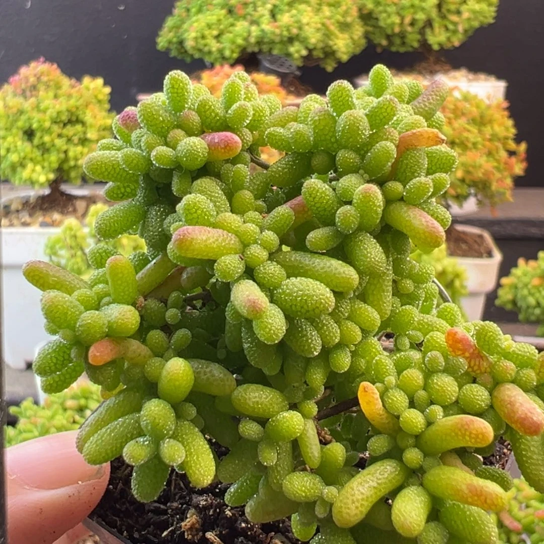 蜜橘糖球枝干番杏