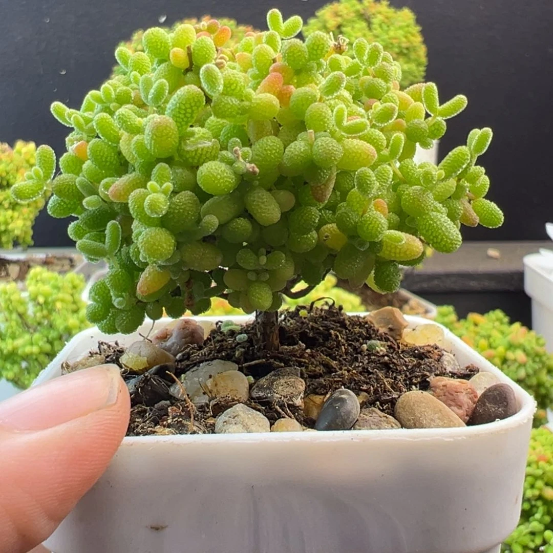 蜜橘糖球枝干番杏